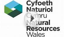 Natural Resources Wales / Jobs